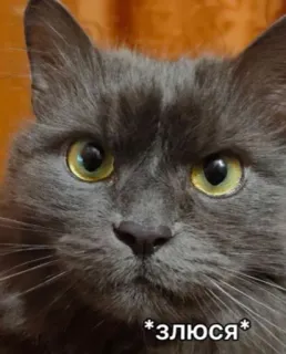 😑 78301712 *злюся* кот, злой, мем, животное, питомец, серый кот telegram sticker