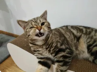 😉 96ff3d15 кот, питомец, животное, кошачий, домашняя кошка, полосатый кот telegram sticker