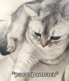 😒 98b2d44a расстроилась кот, грустный, расстроенный, кошачий, животное, серый, котёнок telegram sticker