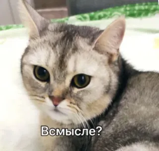 😳 a2adeb05 Всмысле? кот, мем, русский, вопрос, в замешательстве telegram sticker