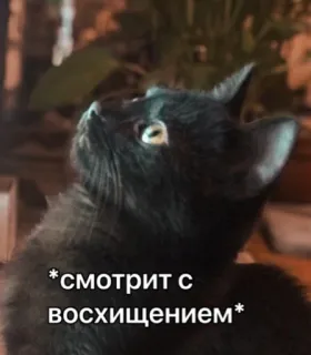 🤩 a2f98c7d *смотрит с восхищением* кот, черный кот, мем, смотрит вверх, восхищение telegram sticker