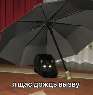 😒 b1a2e162 Я щас дождь вызову кот, зонт, дождь, мем, смешно, юмор, черный кот telegram sticker