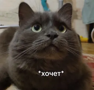 🤩 b584c179 *хочет* кот, русский, хочу, животное, мем telegram sticker