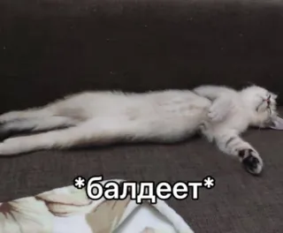☺️ bbbc1e43 *балдеет* кот, расслабленный, смешной, мем telegram sticker