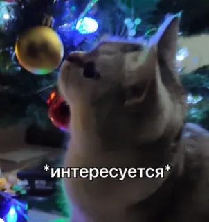🤔 c5a7a1c0 *интересуется* кот, ёлка, украшение, животное, милый, питомец telegram sticker