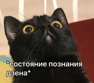 🙏 e905d4b8 *состояние познания дзена* кот, черный кот, мем, дзен, знание, русский telegram sticker