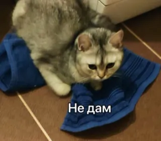 🙂 eb605b0b Не дам кот, животное, милый, полотенце telegram sticker
