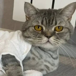 🐱 002e9581 gatto, animale, animale domestico, asciugamano, gatto grigio, gatto domestico whatsapp sticker