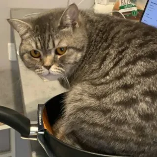 🐭 06c7c756 gatto, animale, animale domestico, gattino, carino, domestico, felino, padella whatsapp sticker