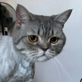 🐱 22b3bcd4 gatto, animale domestico, animale, gatto domestico, gatto grigio, gatto triste, mammifero whatsapp sticker