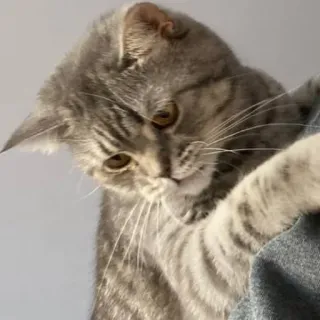 🐭 25ae70fe gatto, animale, animale domestico, gatto grigio, carino, gatto domestico whatsapp sticker