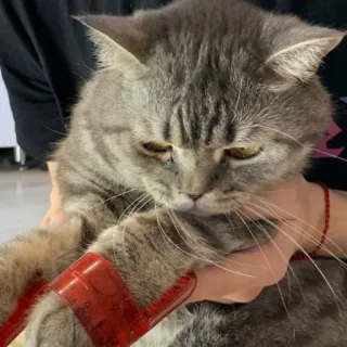 🐭 270a8d7e gatto, animale domestico, animale, mammifero, gatto domestico, carino, felino, grigio whatsapp sticker