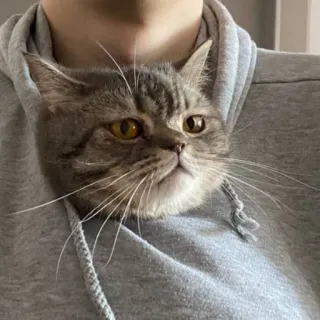 🐱 281f3f83 gatto, gatto tigrato grigio, felpa con cappuccio, animale domestico, animale, carino, gatto domestico whatsapp sticker