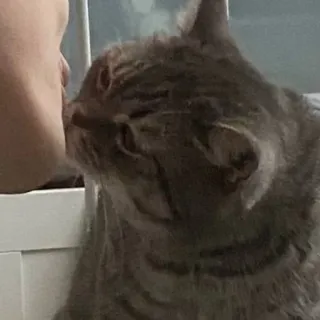 🐭 4c27d7af gatto, animale domestico, animale, gatto domestico, mammifero whatsapp sticker