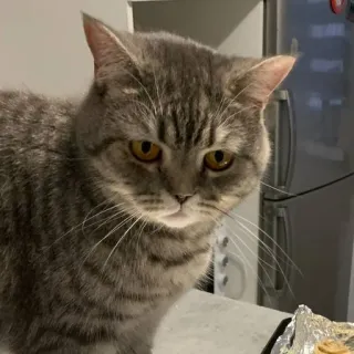 🐱 5eb9b00a gatto, animale, animale domestico, gatto soriano grigio, gatto domestico, mammifero whatsapp sticker