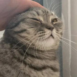 🐱 63861797 gatto, animale domestico, animale, gatto domestico, felino, scottish fold whatsapp sticker