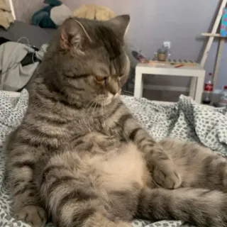 🐱 64659f2b gatto, animale domestico, animale, gatto domestico, seduto, felino, pigro whatsapp sticker