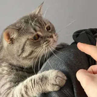 🐱 85137541 gatto, animale, animale domestico, gattino, carino, gatto domestico, gatto grigio whatsapp sticker