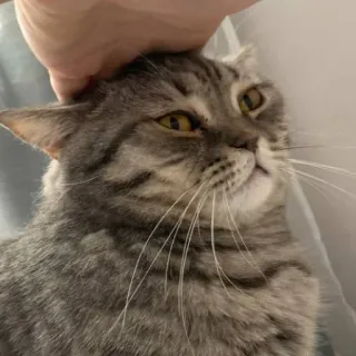 🐭 97be8c1c gatto, animale domestico, animale, tigrato, gatto domestico, felino whatsapp sticker