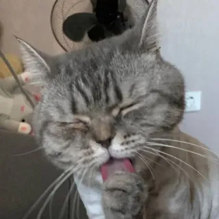 🐱 97e117f0 gatto, animale, animale domestico, leccare, toelettatura, carino whatsapp sticker