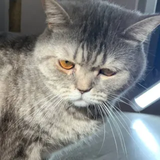 🐱 9f485fb7 gatto, animale, animale domestico, animale domestico, mammifero, felino whatsapp sticker