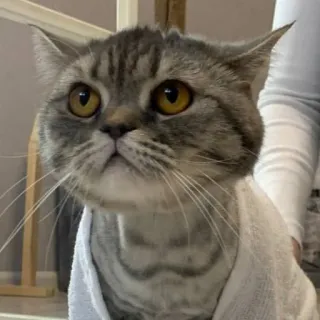 🐭 aad73438 gatto, animale, carino, domestico, animale domestico, felino, mammifero whatsapp sticker