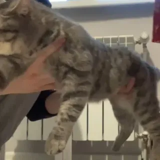 🐭 b70dfbc2 gatto, animale, animale domestico, gatto domestico, gatto grigio whatsapp sticker