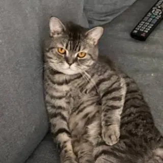 🐱 cb12fb13 gatto, animale domestico, animale, domestico, felino, tigrato, carino whatsapp sticker