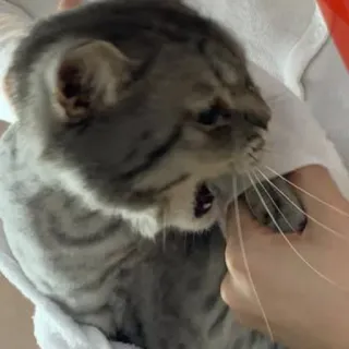 🐱 d362a9d6 gatto, arrabbiato, animale, gatto domestico, felino, animale domestico whatsapp sticker