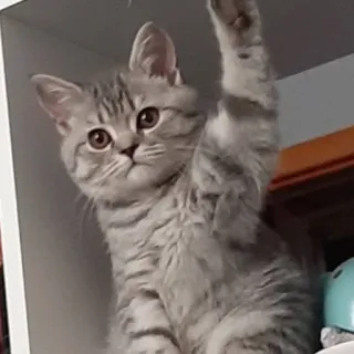 🐭 d8966d8c gatto, animale, gattino, animale domestico, carino, domestico, tigrato whatsapp sticker