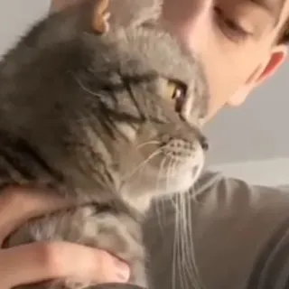 🐱 dbb893eb gatto, animale domestico, animale, animale domestico, persona, amico whatsapp sticker