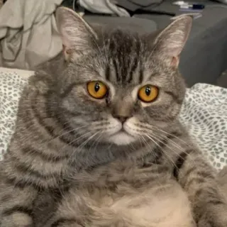 🐭 e46a14b1 gatto, animale domestico, animale, felino, tigrato, gatto domestico whatsapp sticker