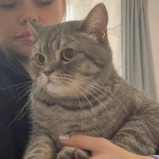 🐱 eca907dd gatto, animale, animale domestico, animale domestico, carino, gatto grigio whatsapp sticker