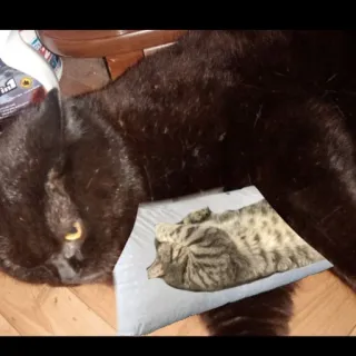 ☺️ f9062ee0 gatto, animale domestico, animale, felino, gatto domestico, dormire whatsapp sticker