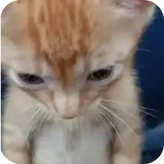 🐱 029748ac kot, kociak, rudy pręgowany, zwierzę domowe, zwierzę, słodki telegram sticker