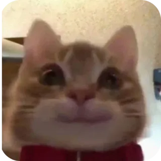 кот(ы). @no_jokes_here telegram stickers