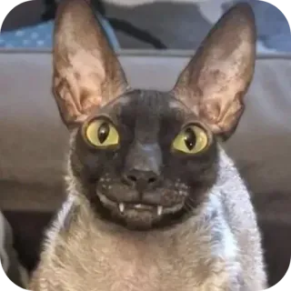 😀 21b713ac kot, zwierzę, zwierzę domowe, kotowate, kot domowy, dziwny kot telegram sticker