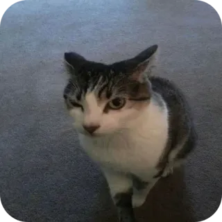 🧐 26c307a6 kot, zwierzę domowe, zwierzę, kot domowy, koci telegram sticker