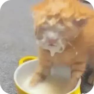 😺 2731ad8c kot, kotek, mleko, zwierzę, zwierzę domowe, picie telegram sticker