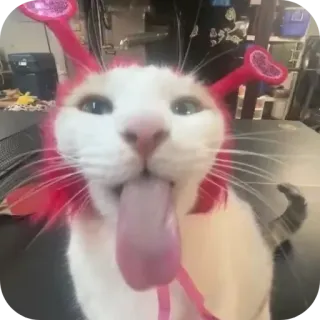 👍 283ae1e3 kot, zwierzę, zwierzak, język, śmieszne, kociak telegram sticker