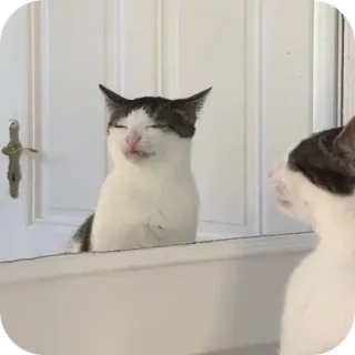 кот(ы). @no_jokes_here telegram stickers