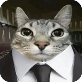 🐱 51fdd5f7 kot, garnitur, krawat, zwierzę, biznes, formalny telegram sticker