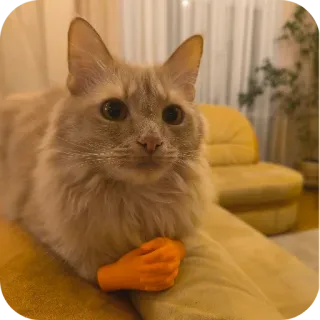 🐱 761a0ab7 kot, zwierzę, kot domowy, zwierzę domowe, ssak telegram sticker