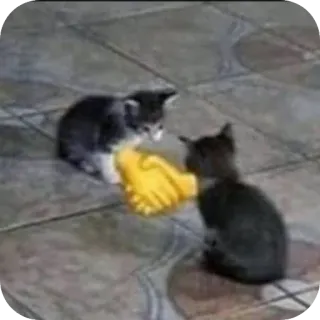 🤝 7b3a9627 kocięta, koty, zwierzę, przyjaźń, uścisk dłoni telegram sticker