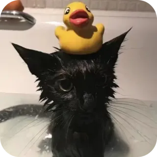 😺 9a9d503e kot, gumowa kaczka, kąpiel, kociak, zwierzę, zwierzę domowe, słodki telegram sticker