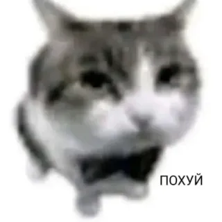 💀 a3b28efb похуй kot, mem, rosyjski, tekst telegram sticker