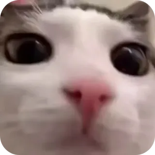 😐 a6b099d8 kot, słodki, zwierzę, zwierzę domowe, mem, śmieszne, zbliżenie telegram sticker