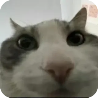 🧐 aba9954f kot, zwierzę, zwierzak, ssak, zwierzę domowe telegram sticker