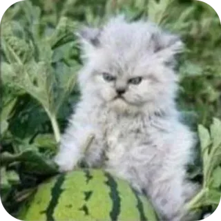 😾 b45341e2 kot, kotek, arbuz, słodki, zwierzę domowe, zwierzę telegram sticker