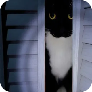 🫡 bb5c2f66 kot, zwierzę, czarno-białe, zwierzę domowe, żaluzje telegram sticker